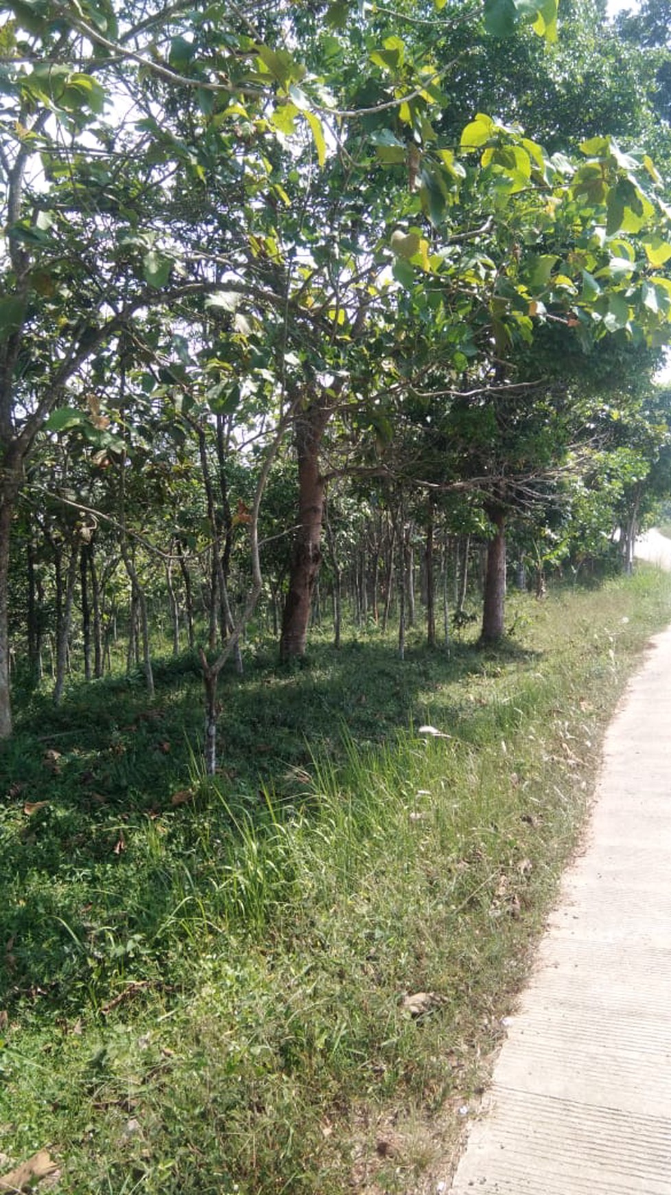 Tanah luas 30Ha di Sajira, Kabupaten Lebak Banten