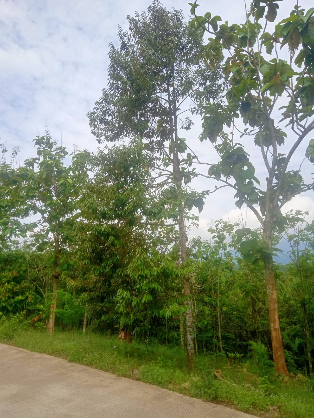 Tanah luas 30Ha di Sajira, Kabupaten Lebak Banten