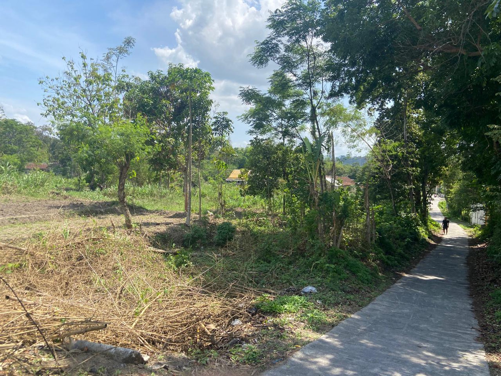 Tanah Sawah Dijual di Tegaltirto Sleman - Lokasi Strategis & Potensi Luas !!