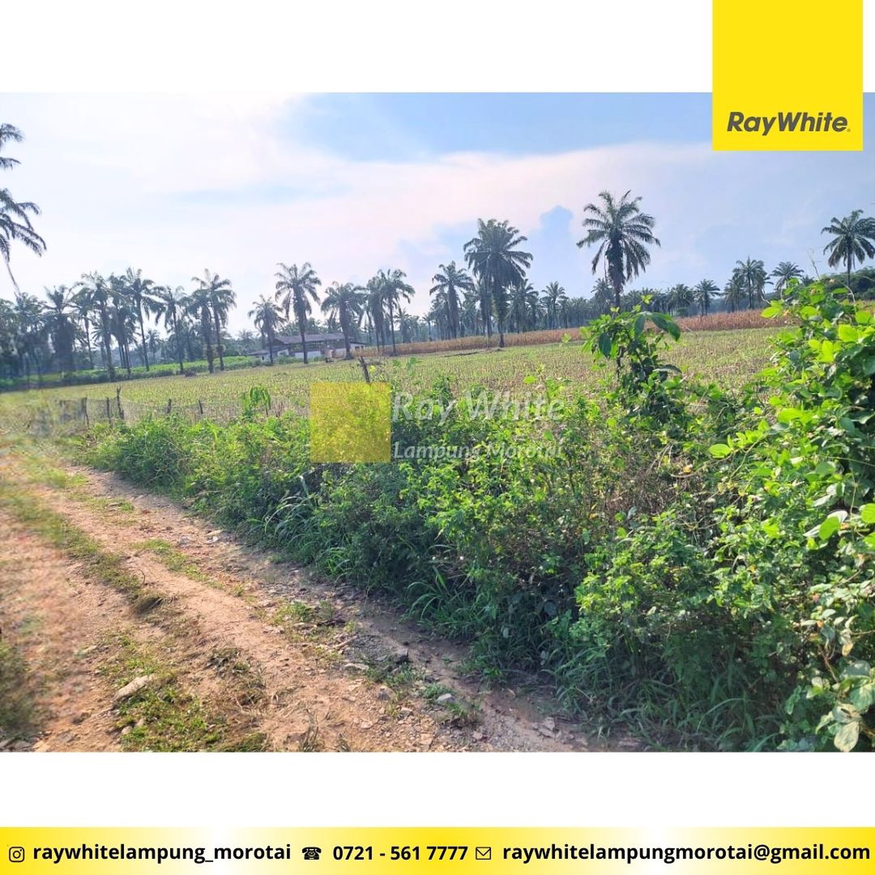 Dijual Tanah Kebun lokasi Bangun rejo Lampung Tengah