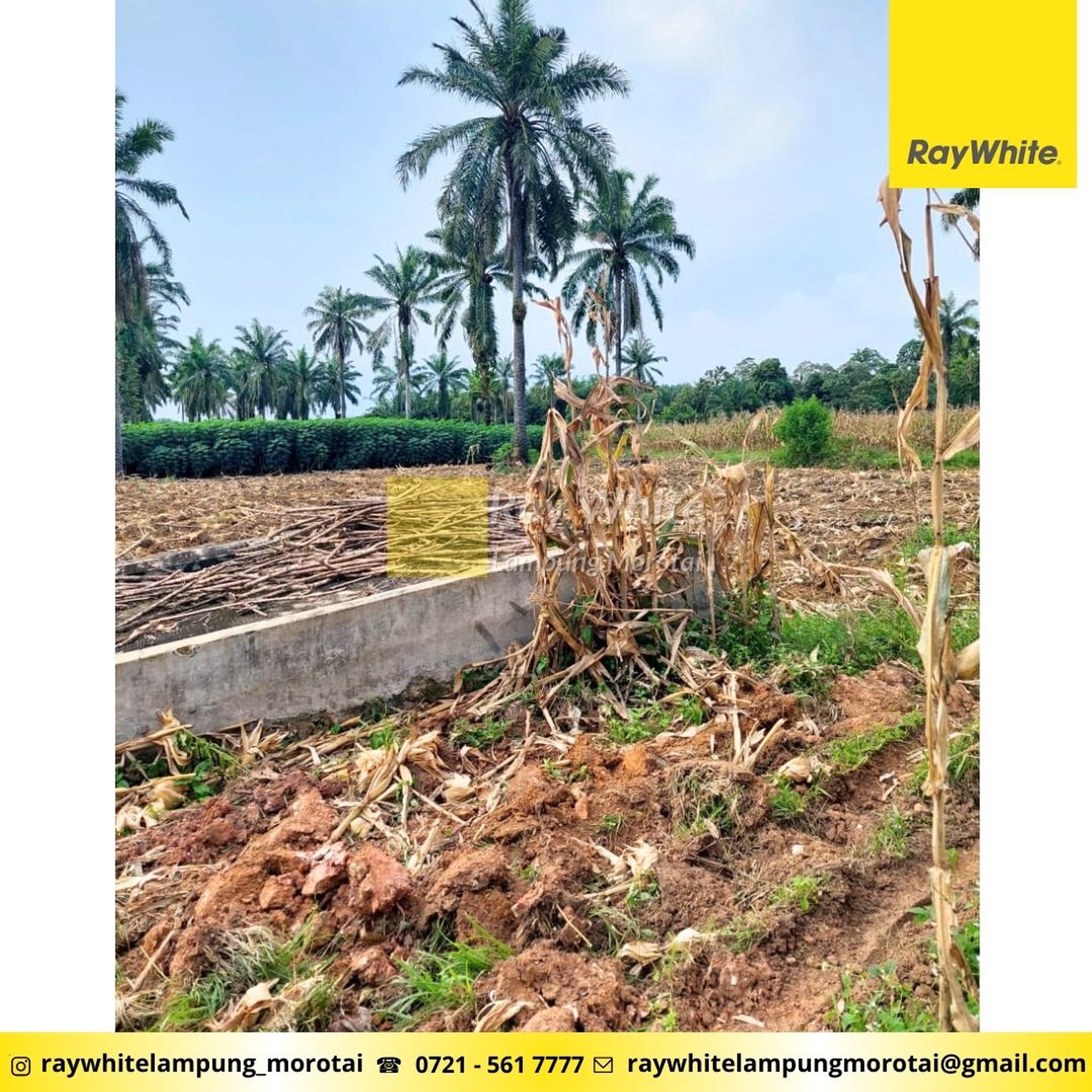 Dijual Tanah Kebun lokasi Bangun rejo Lampung Tengah