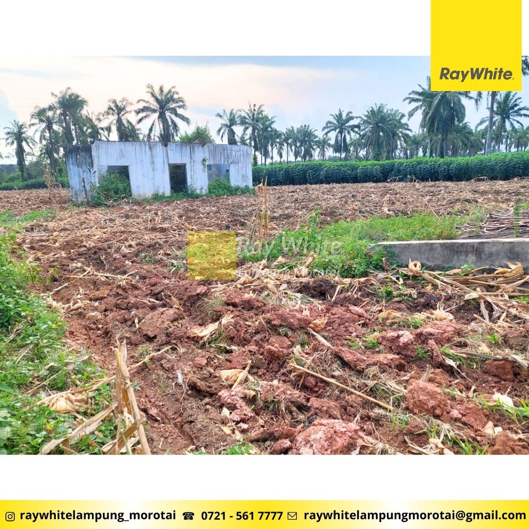 Dijual Tanah Kebun lokasi Bangun rejo Lampung Tengah