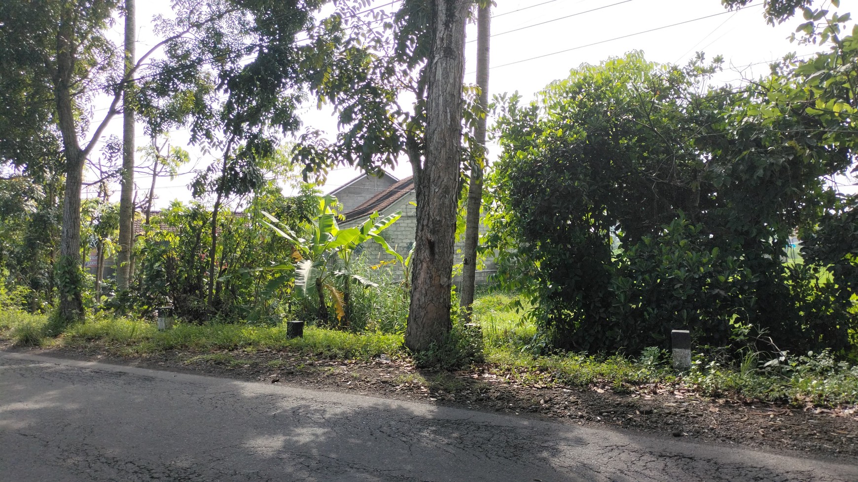 Tanah Pertanian 1889 Meter Persegi Berada di Jalan Tempel-Seyegan Sleman