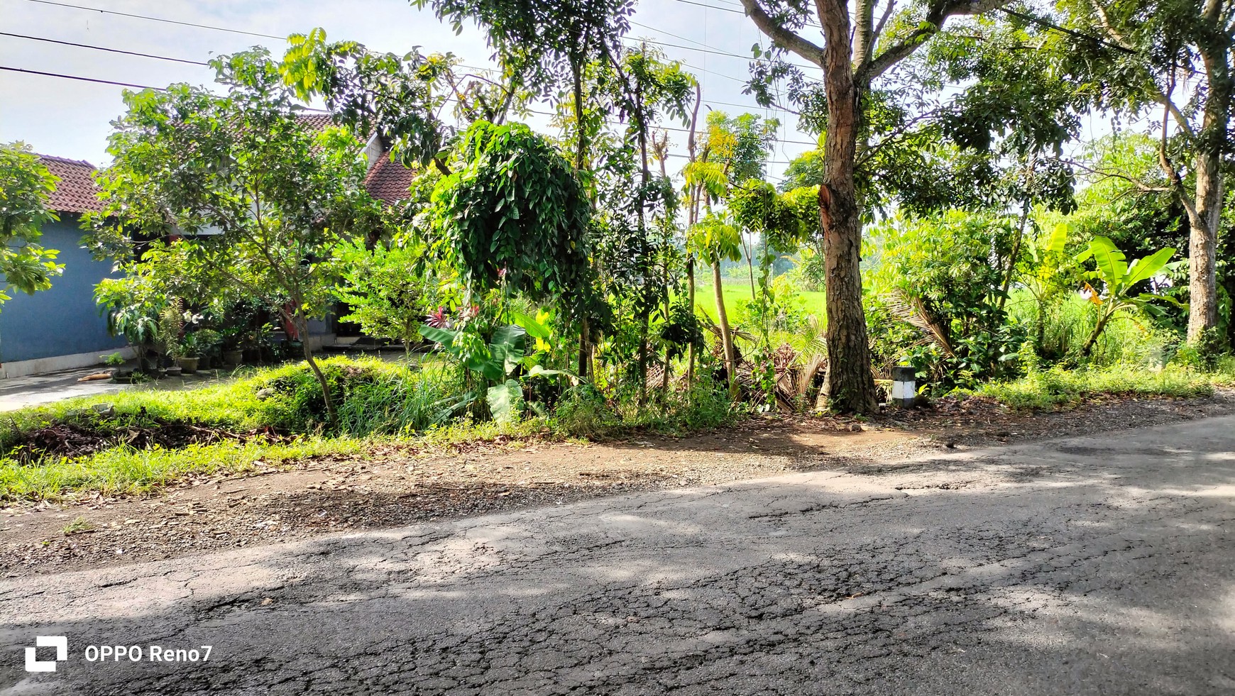 Tanah Pertanian 1889 Meter Persegi Berada di Jalan Tempel-Seyegan Sleman