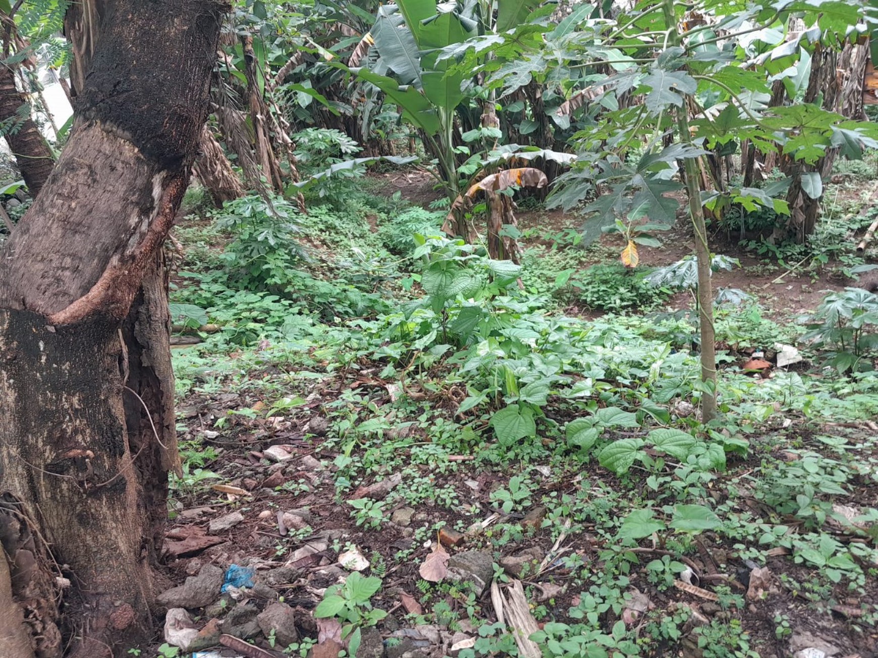 Dijual cepat tanah di jl Flamboyan Pancoran Mas Depok