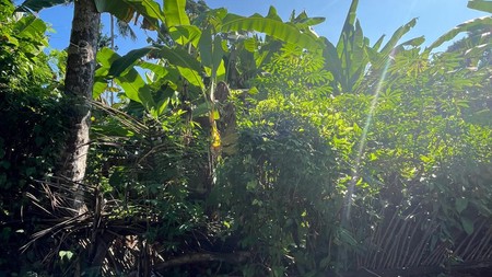 Leasehold - Land Near Kaba-Kaba ,Tabanan - Perfect for Villa Development