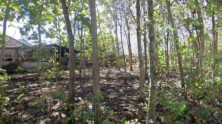 Tanah Pekarangan Luas 400 Meter Persegi dekat Jalan Baron KM 8, Wonosari Gunung Kidul