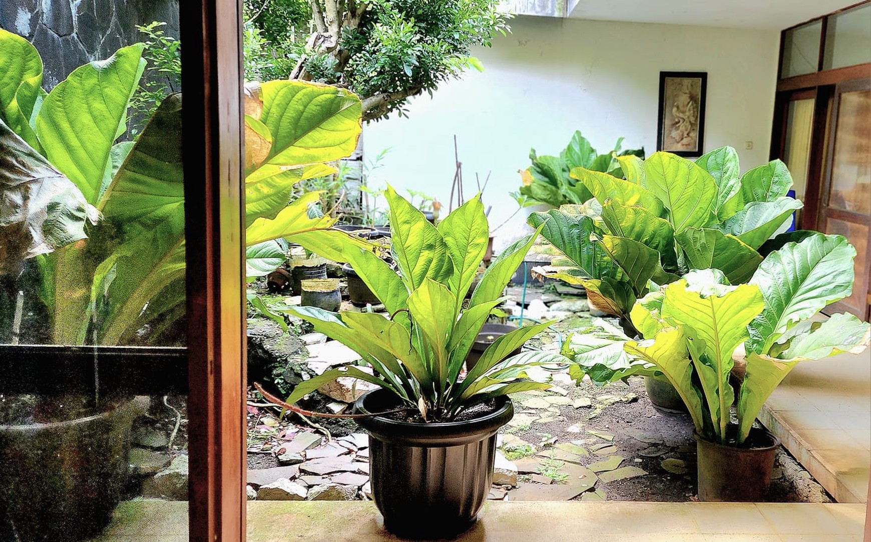 Rumah Bagus Di Jl Guntur Bogor Jawa Barat