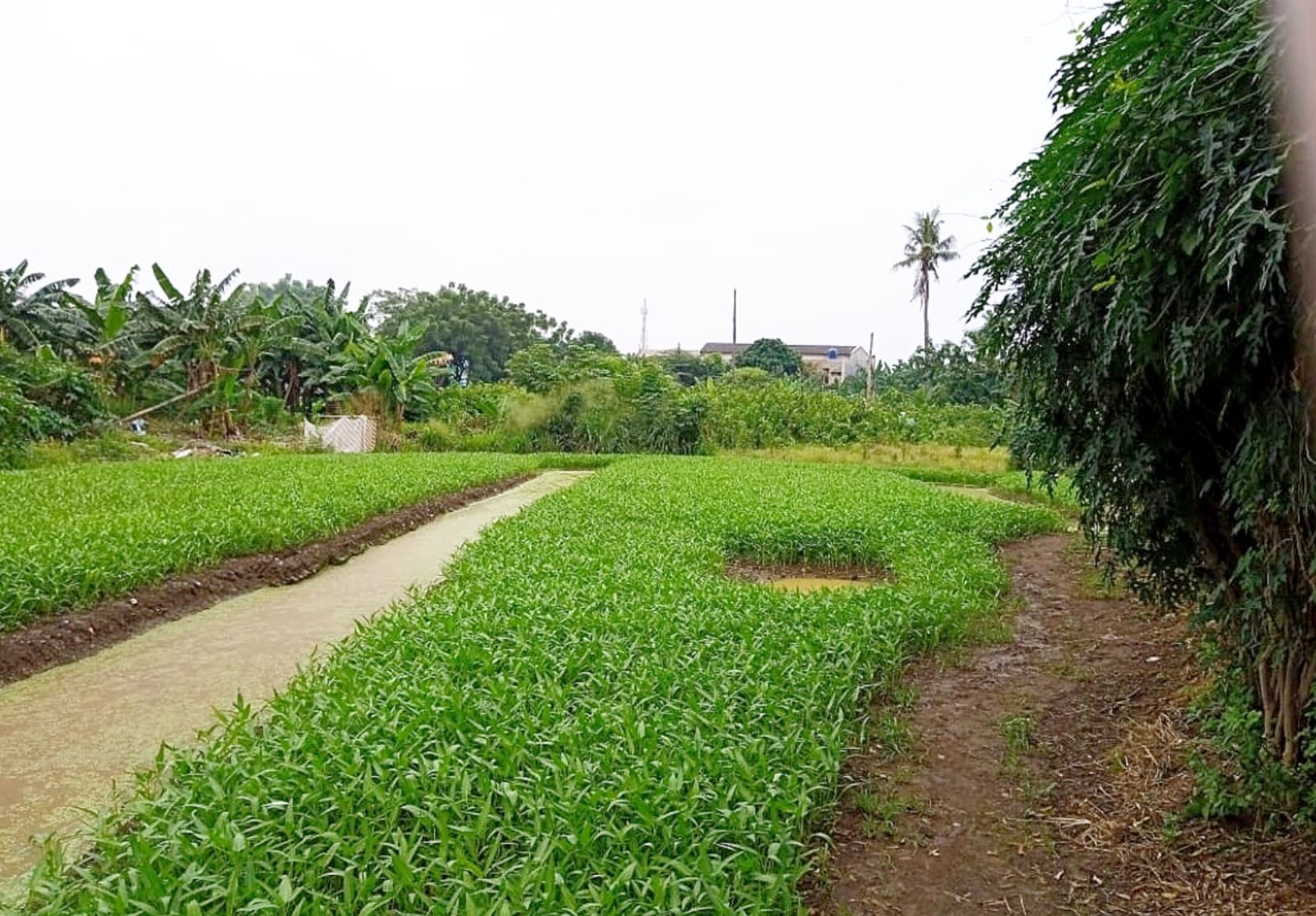 Dijual Kavling strategis, Cimone, pusat kota Tangerang