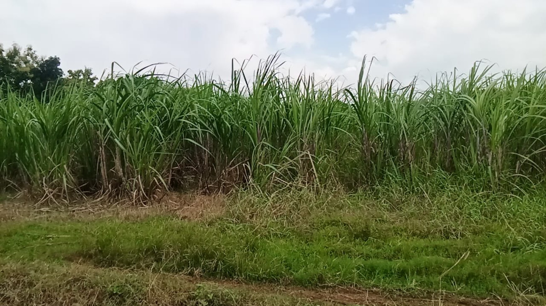 Jual tanah di Mojokerto