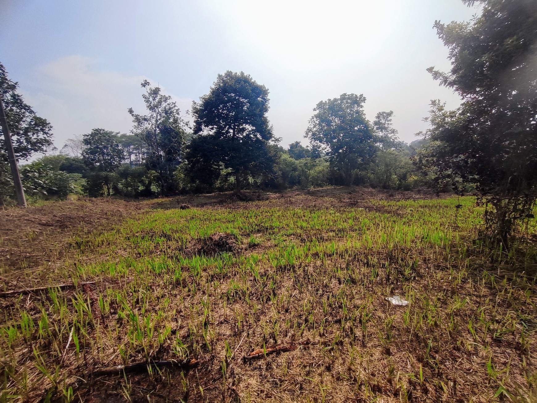 Kavling Siap Bangun Di Perum Parung Hijau, Jl Durian, Pondok Udik, Kemang