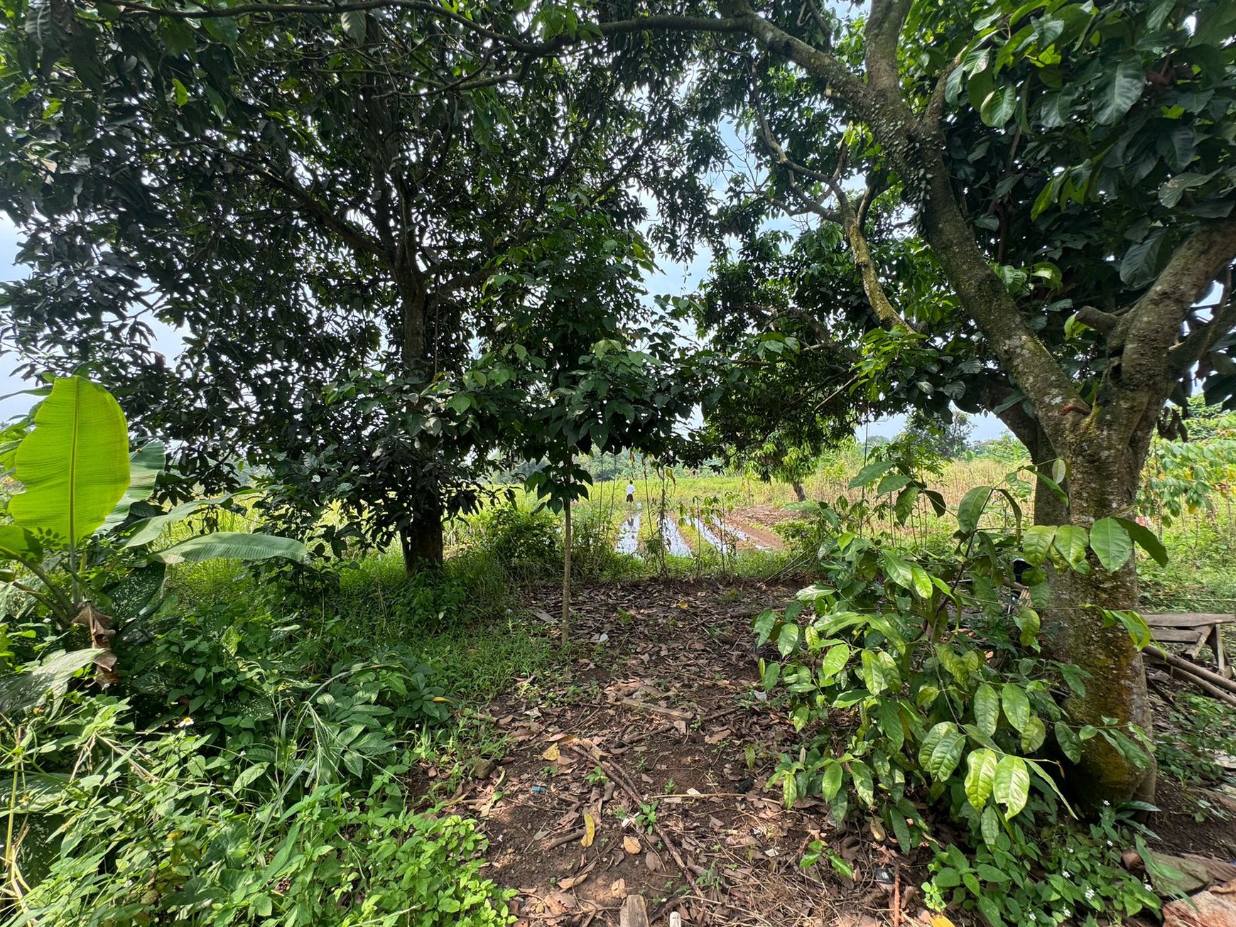Dijual Tanah Di Kampung Manungtung Legok Kabupaten Tangerang