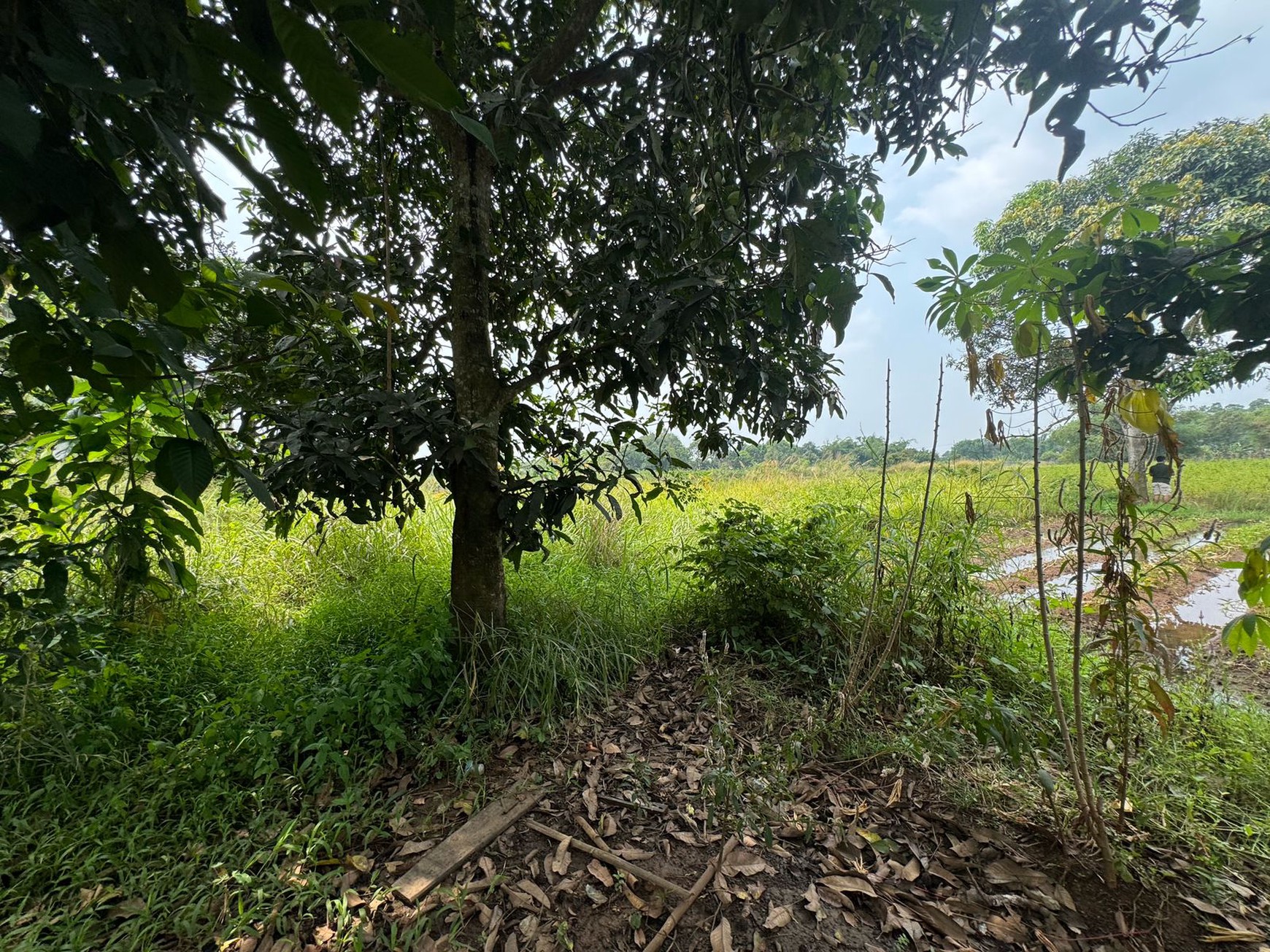 Dijual Tanah Di Kampung Manungtung Legok Kabupaten Tangerang