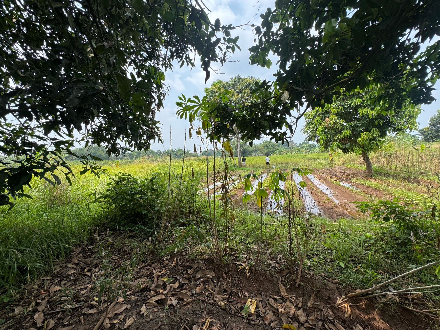 Dijual Tanah Di Kampung Manungtung Legok Kabupaten Tangerang