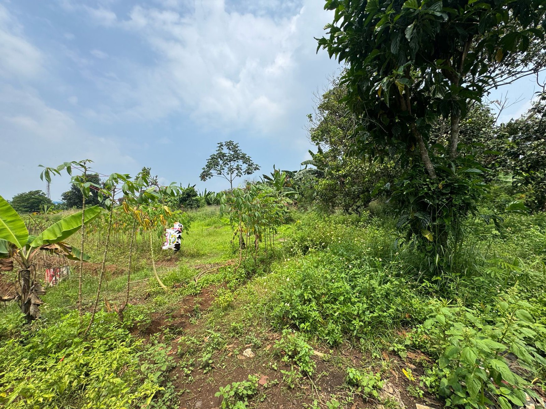 Dijual Tanah Di Kampung Manungtung Legok Kabupaten Tangerang