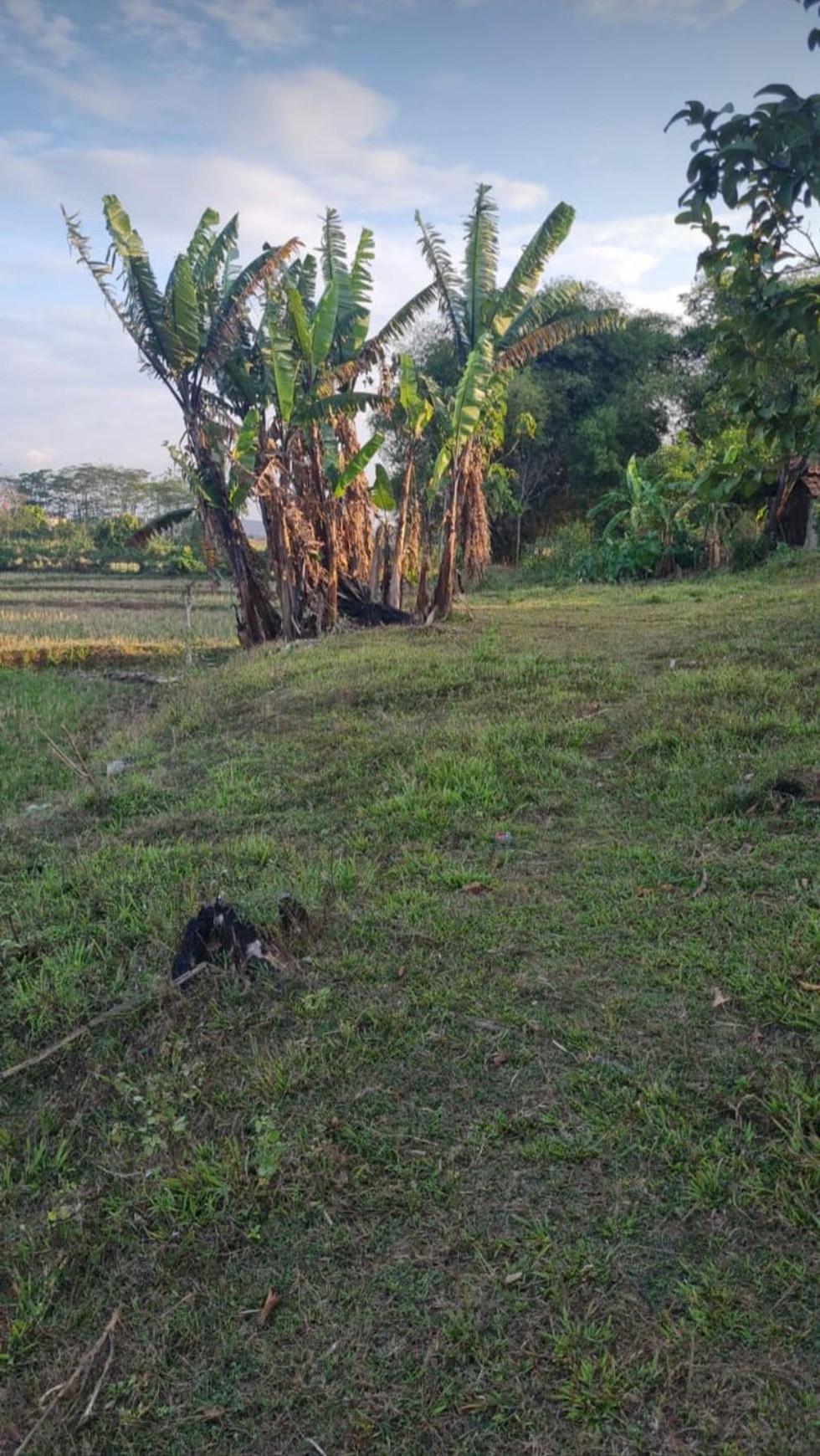 TANAH INVESTASI DI CILANGKARA SHM