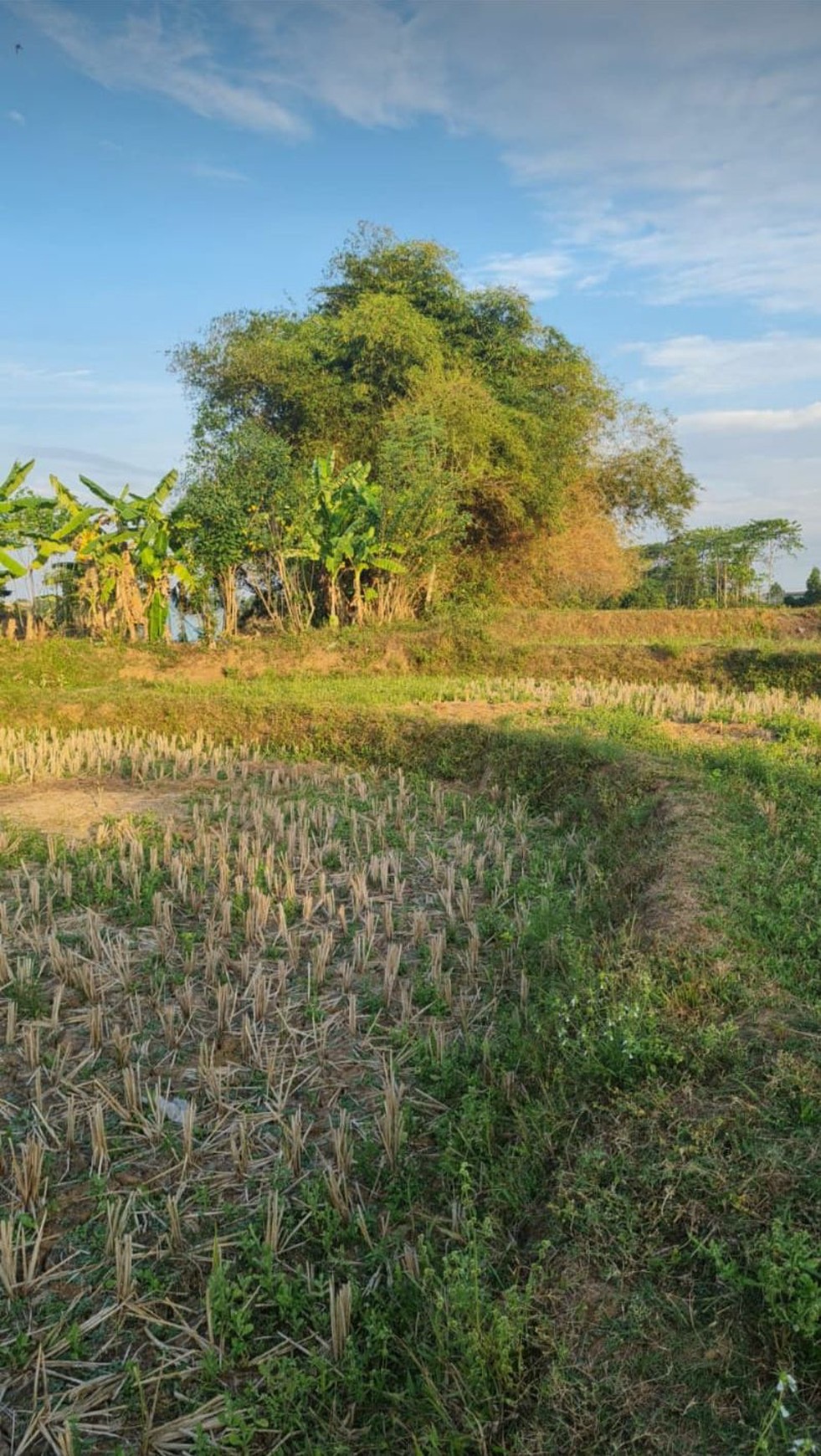 TANAH INVESTASI DI CILANGKARA SHM
