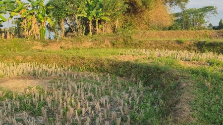 TANAH INVESTASI DI CILANGKARA SHM