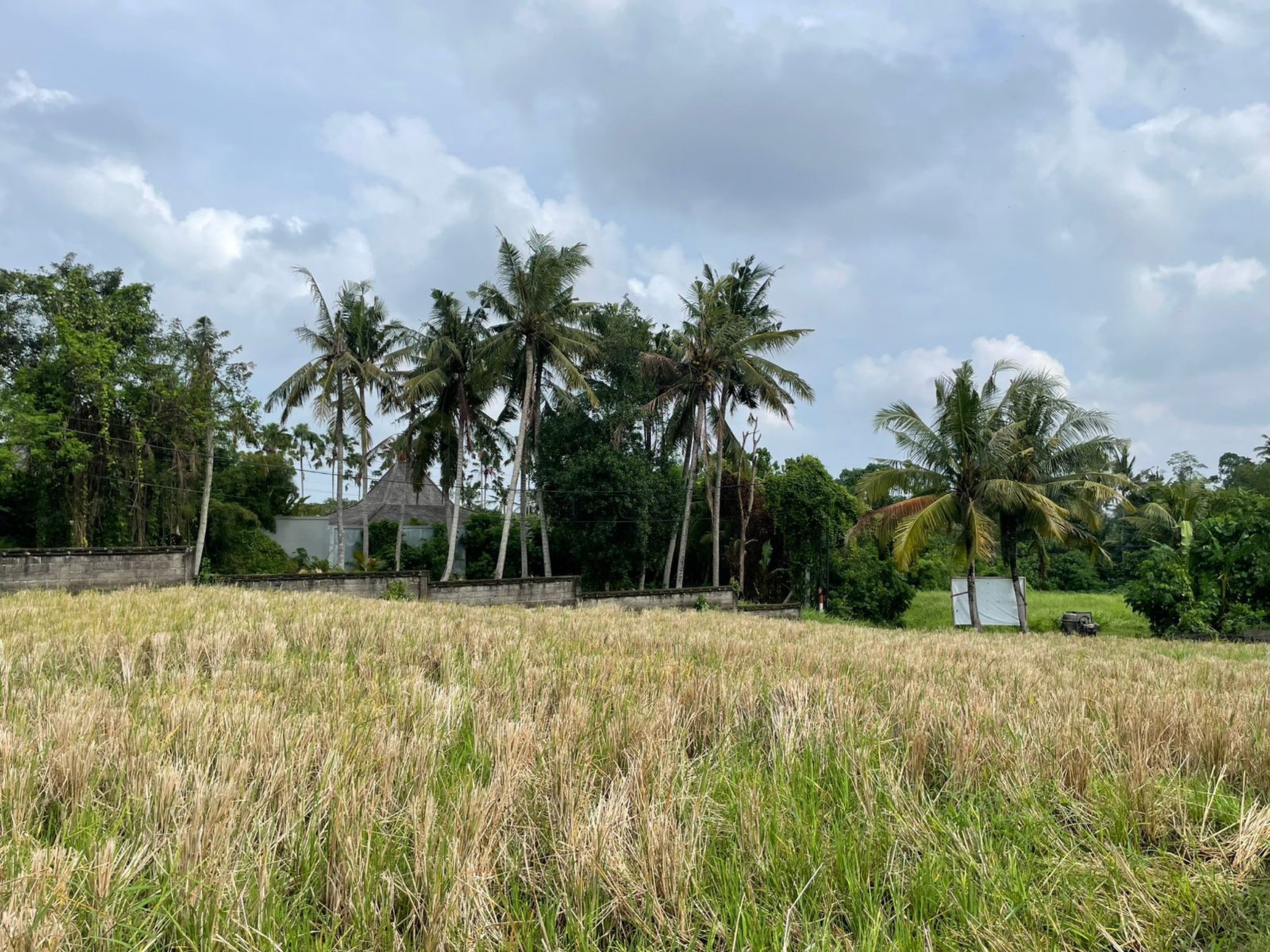 Leasehold- Villa in Kedunggu with rice field view-Bali