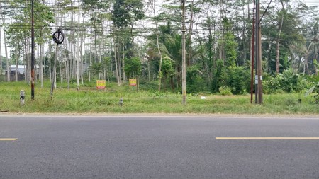 Tanah di Jl Raya Cilumuh, Kec Cumanggu. Kab Cilacap 