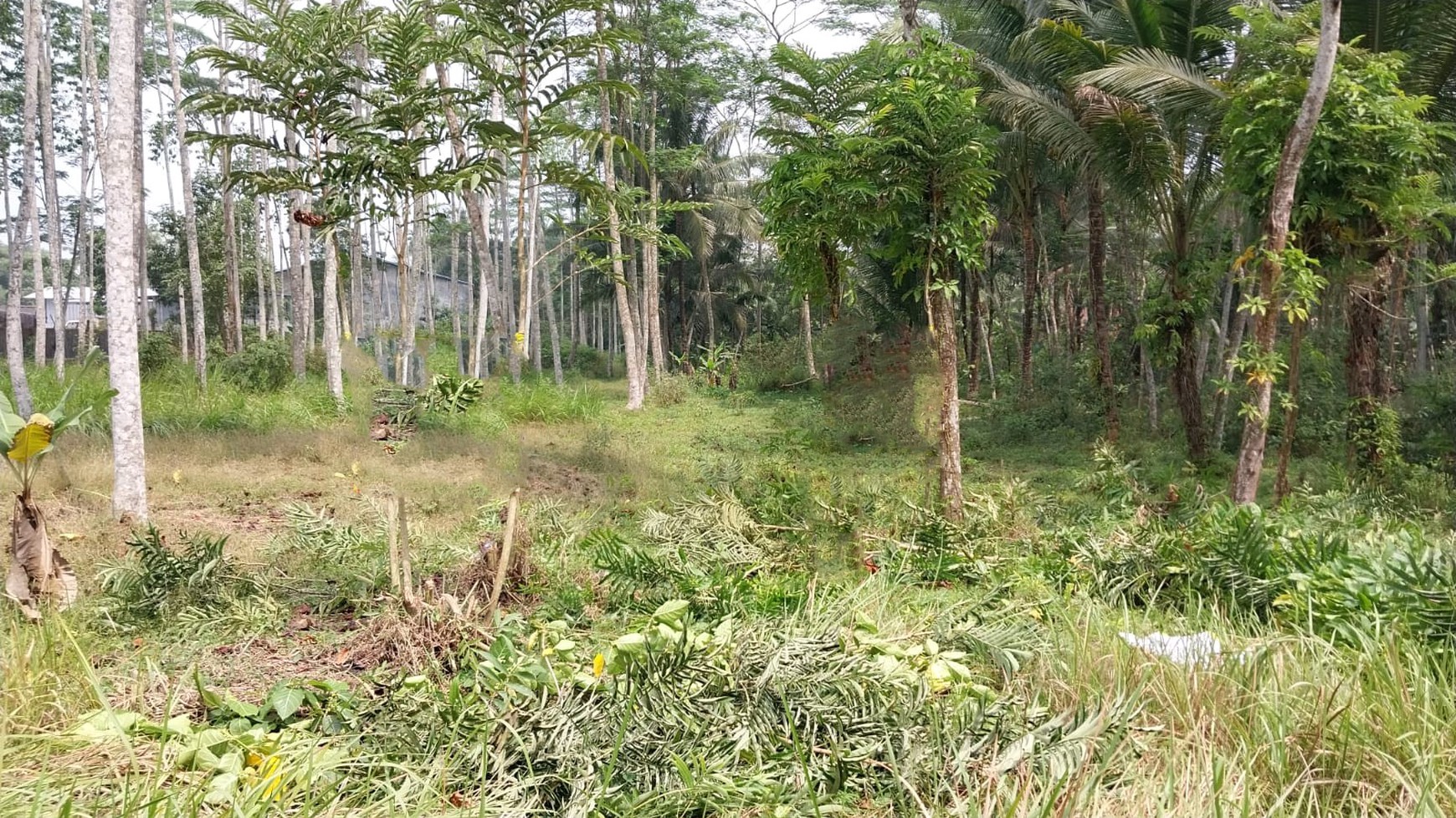 Tanah di Jl Raya Cilumuh, Kec Cumanggu. Kab Cilacap