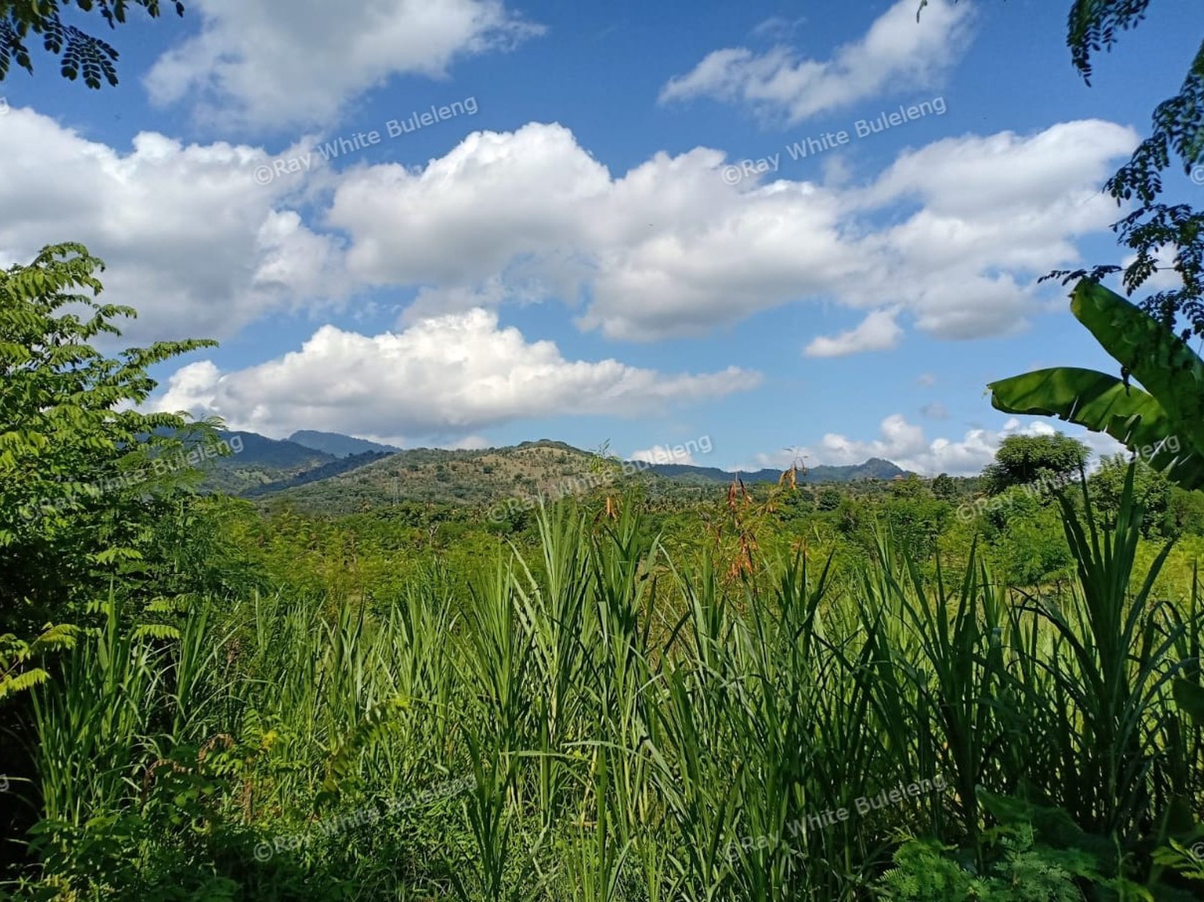 LAND FOR SALE IN THE WEST OF BULELENG