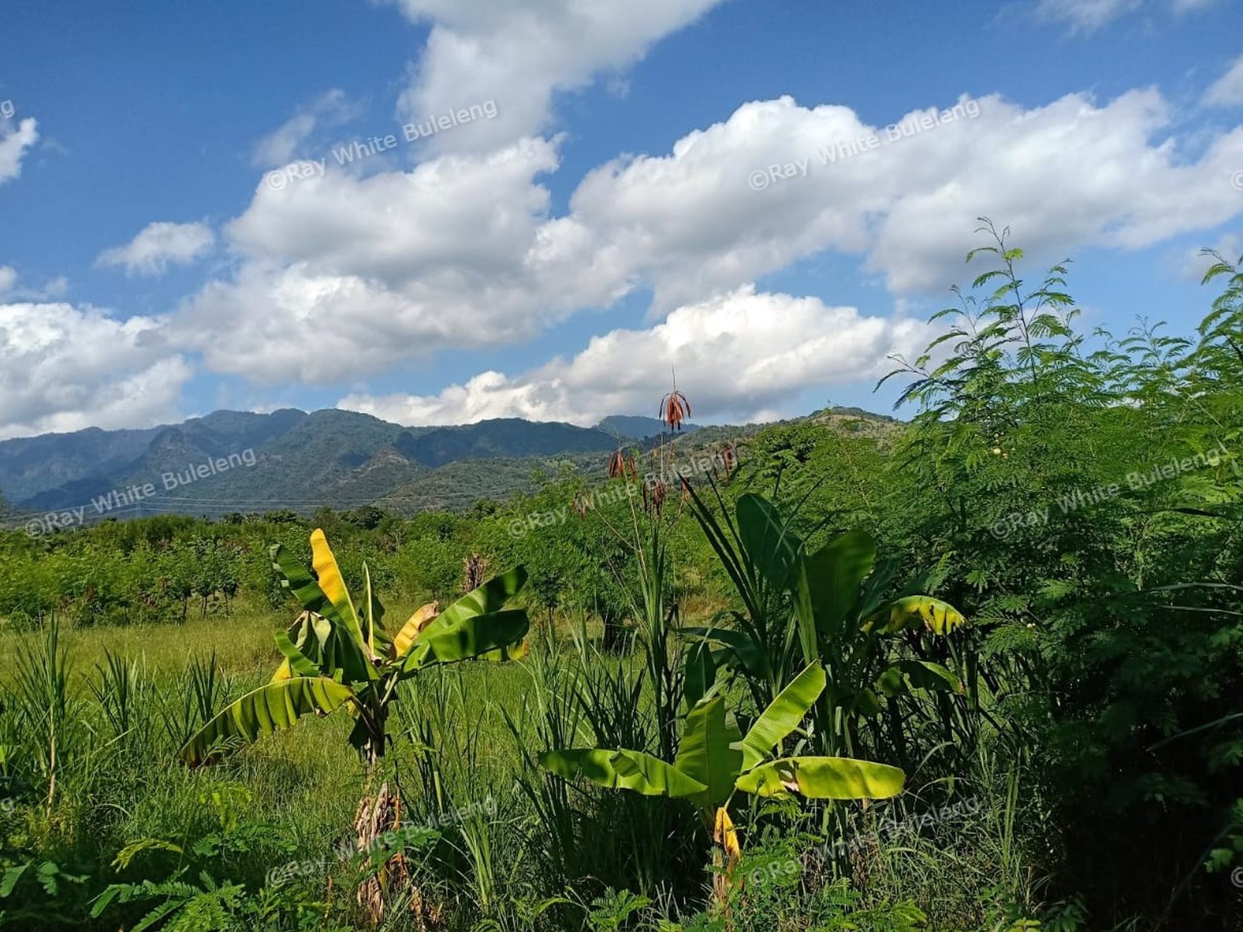 LAND FOR SALE IN THE WEST OF BULELENG
