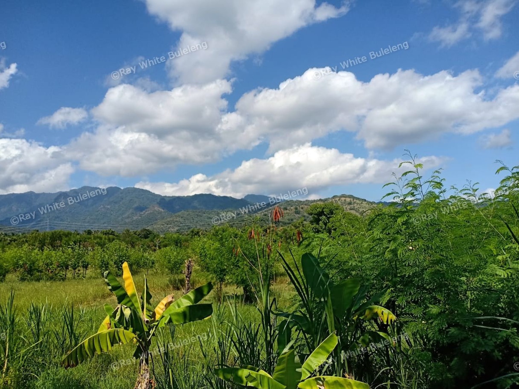LAND FOR SALE IN THE WEST OF BULELENG