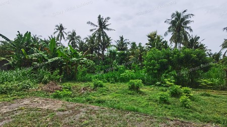 LAND IN THE WEST OF BULELENG