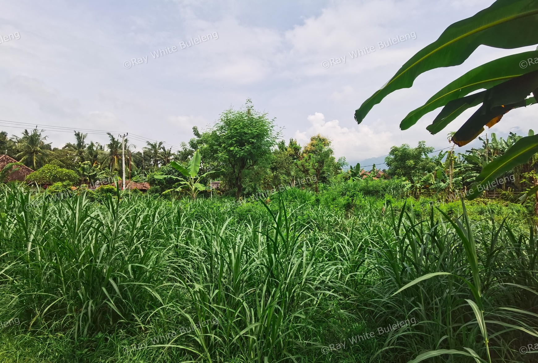 LAND IN THE WEST OF BULELENG
