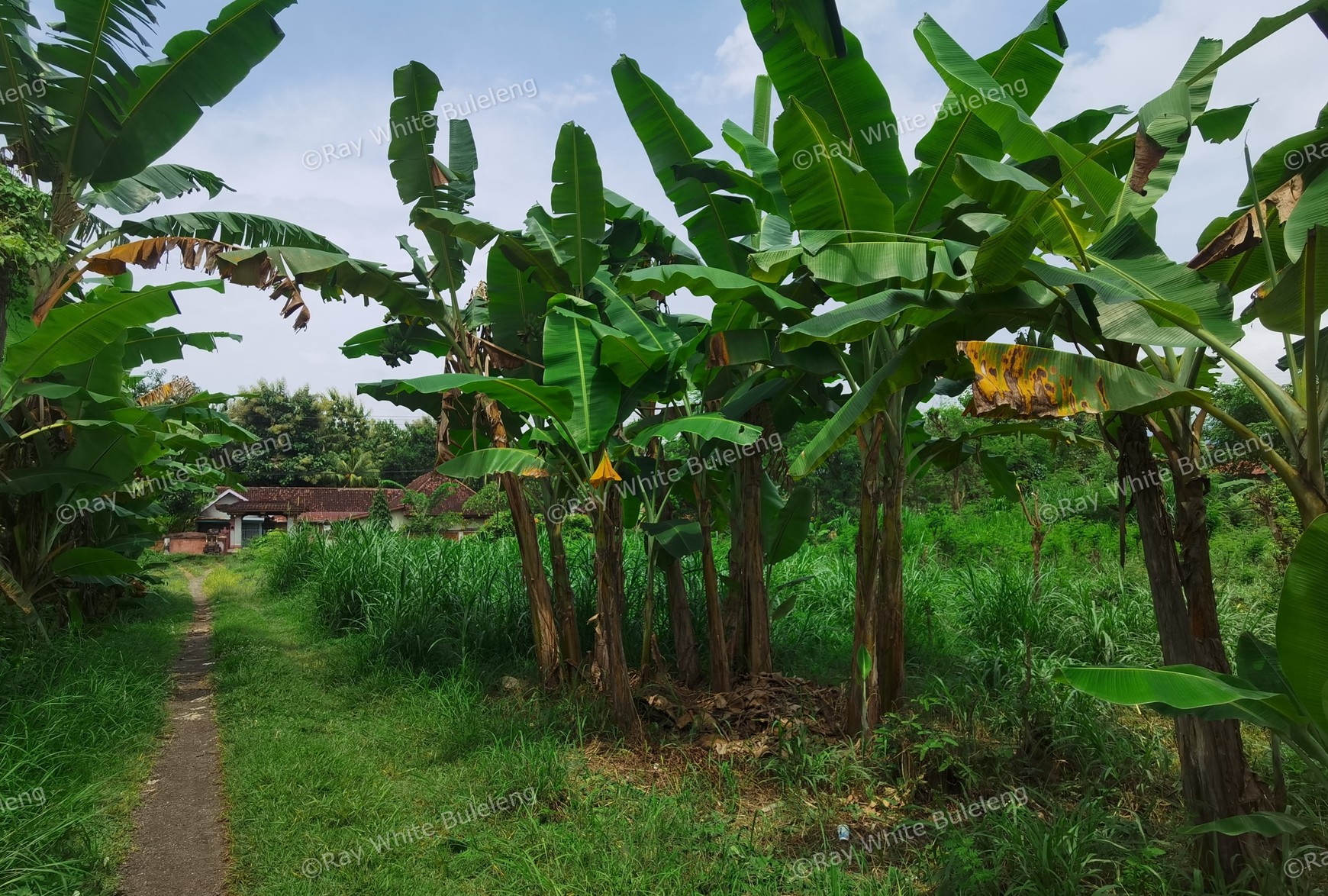 LAND IN THE WEST OF BULELENG