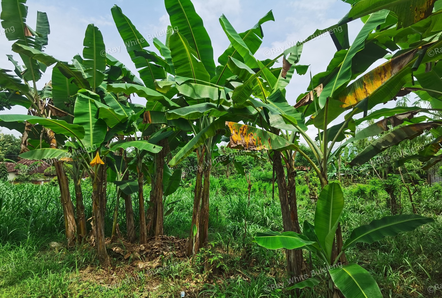 LAND IN THE WEST OF BULELENG