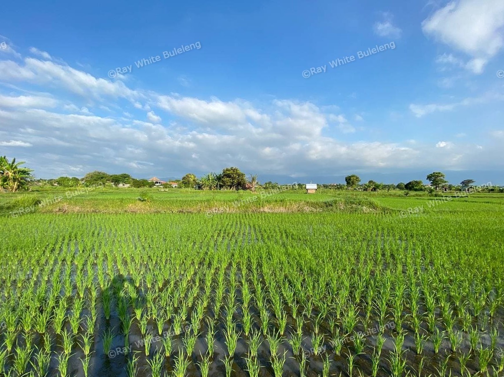 BEACH FRONT LAND LOCATED IN SINGARAJA CITY SIDE