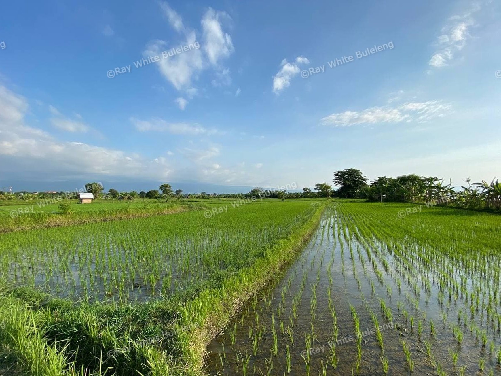 BEACH FRONT LAND LOCATED IN SINGARAJA CITY SIDE