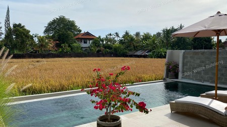 Modern Villa with Breathtaking Rice Field View