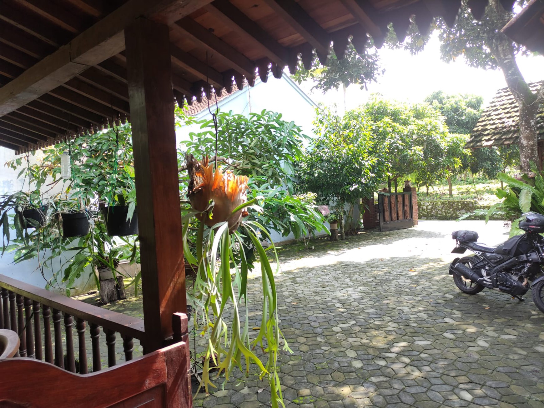 Rumah Klasik Semi Villa Lokasi Jalan Sleman-Turi Donokerto Sleman
