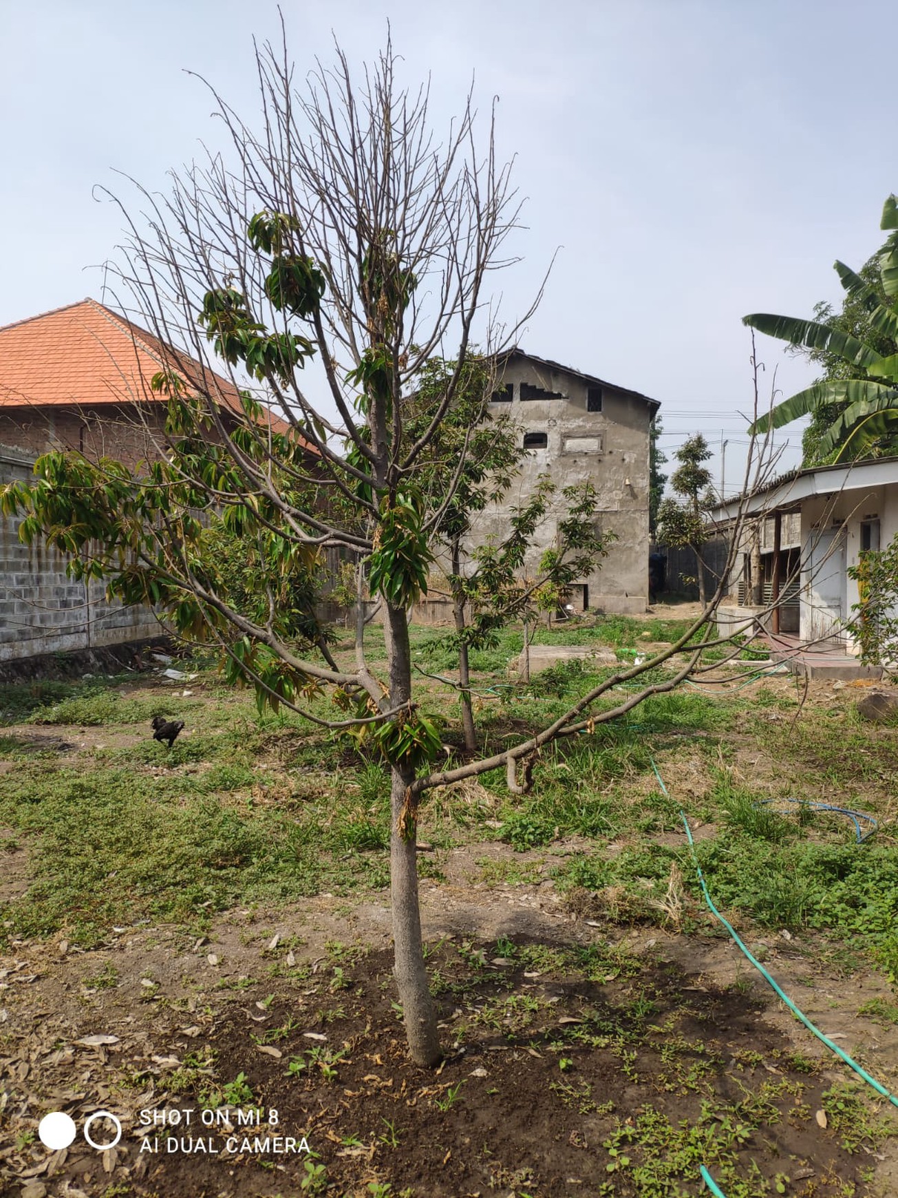 Di Jual Tanah sarang wallet bisa untuk Industri Mojokerto-mojosari Nol Jalan Raya Propinsi Akses Kontener