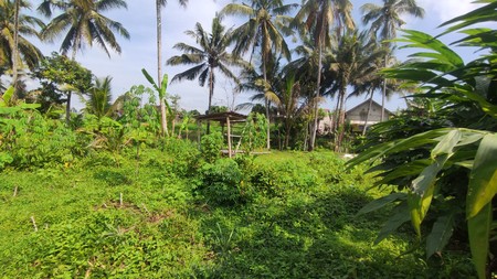 Tanah Sawah Harga Terjangkau 478 Meter Persegi Lokasi Jalan Sleman-Turi