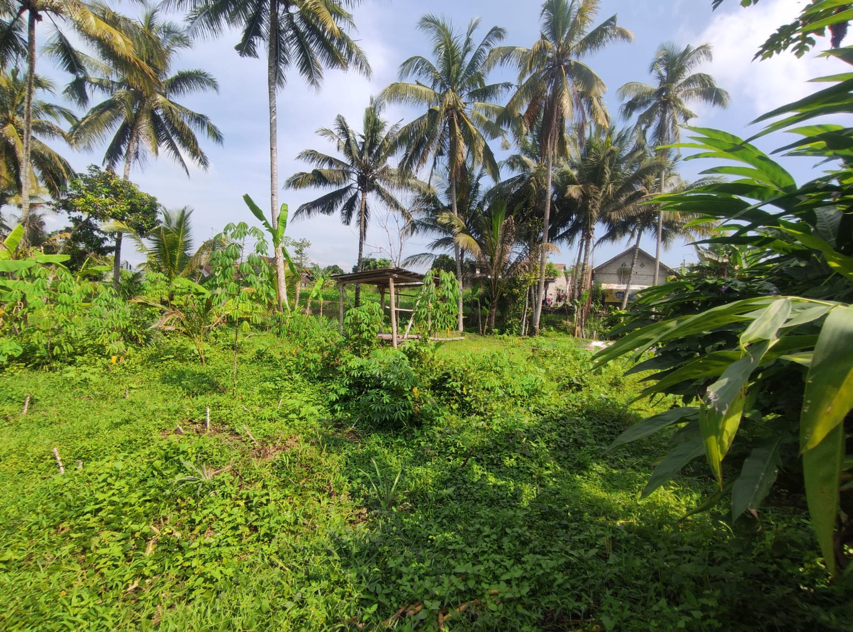 Tanah Sawah Harga Terjangkau 478 Meter Persegi Lokasi Jalan Sleman-Turi