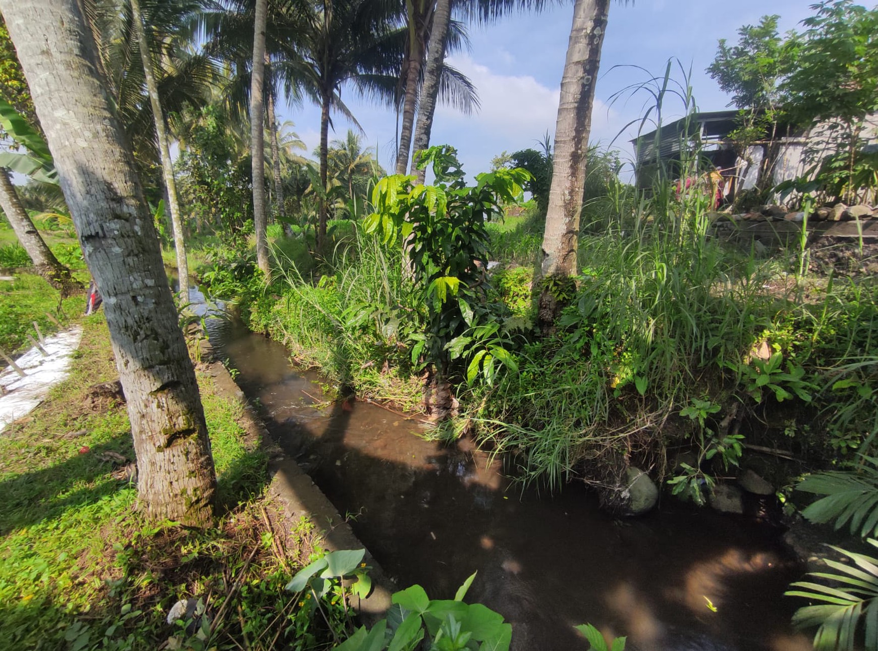 Tanah Sawah Harga Terjangkau 478 Meter Persegi Lokasi Jalan Sleman-Turi