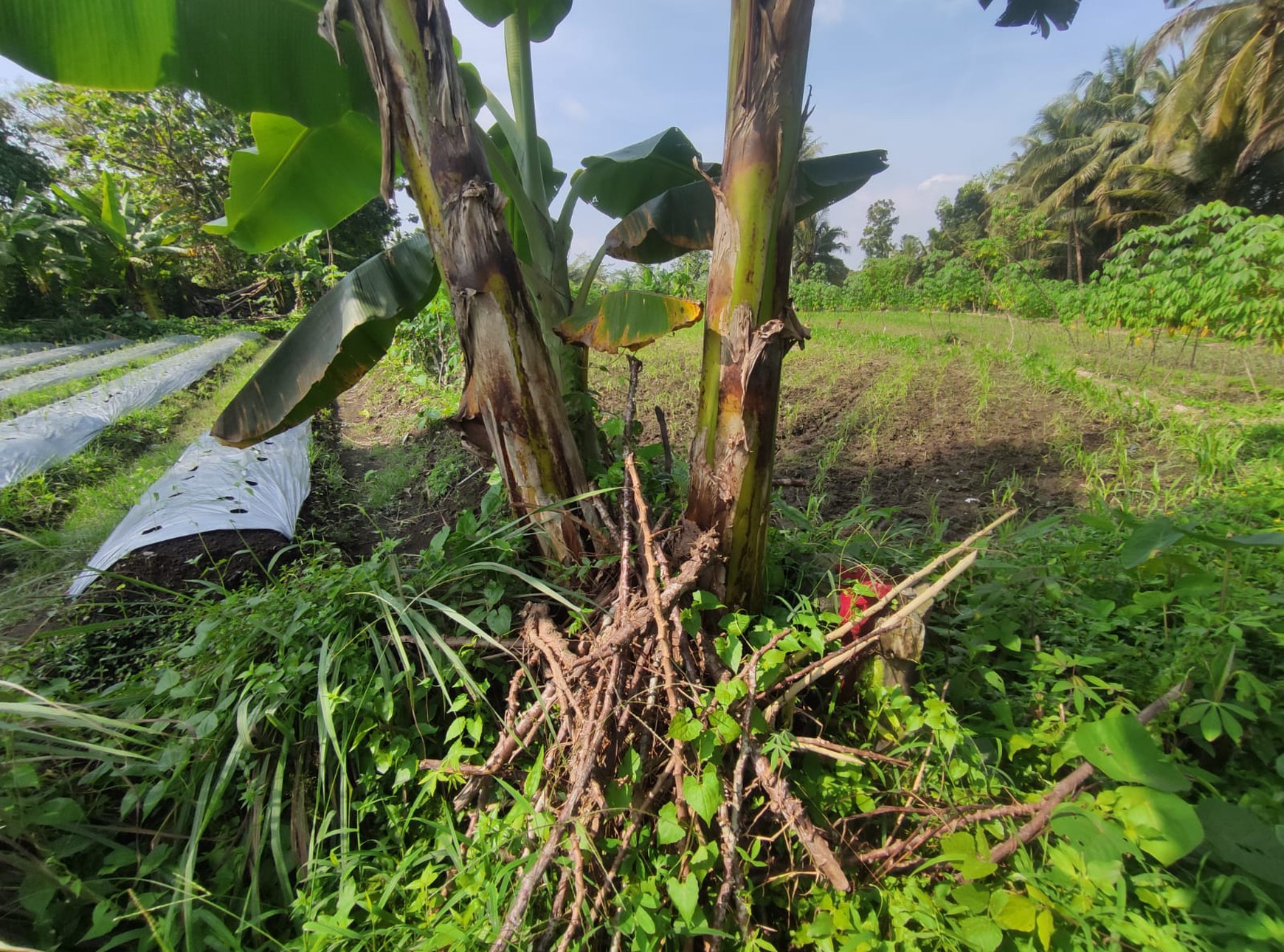 Tanah Sawah Harga Terjangkau 478 Meter Persegi Lokasi Jalan Sleman-Turi