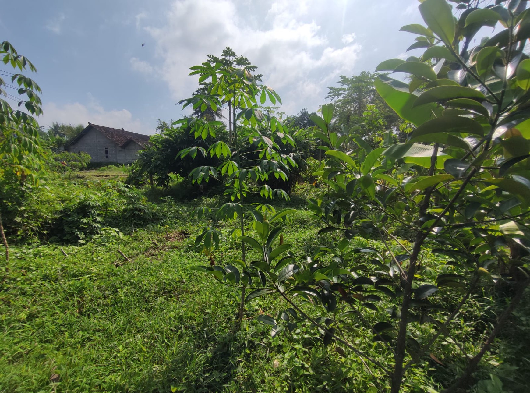 Tanah Sawah Harga Terjangkau 478 Meter Persegi Lokasi Jalan Sleman-Turi