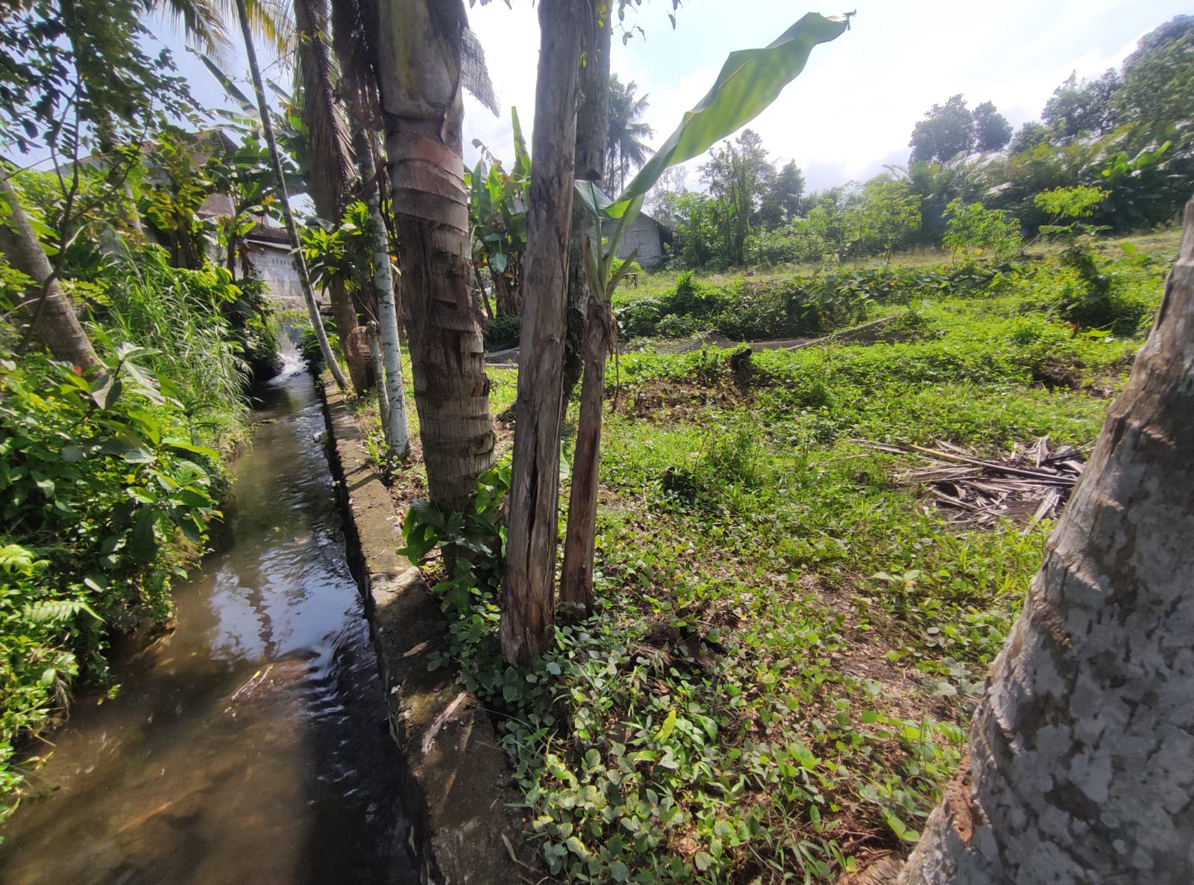 Tanah Sawah Harga Terjangkau 478 Meter Persegi Lokasi Jalan Sleman-Turi