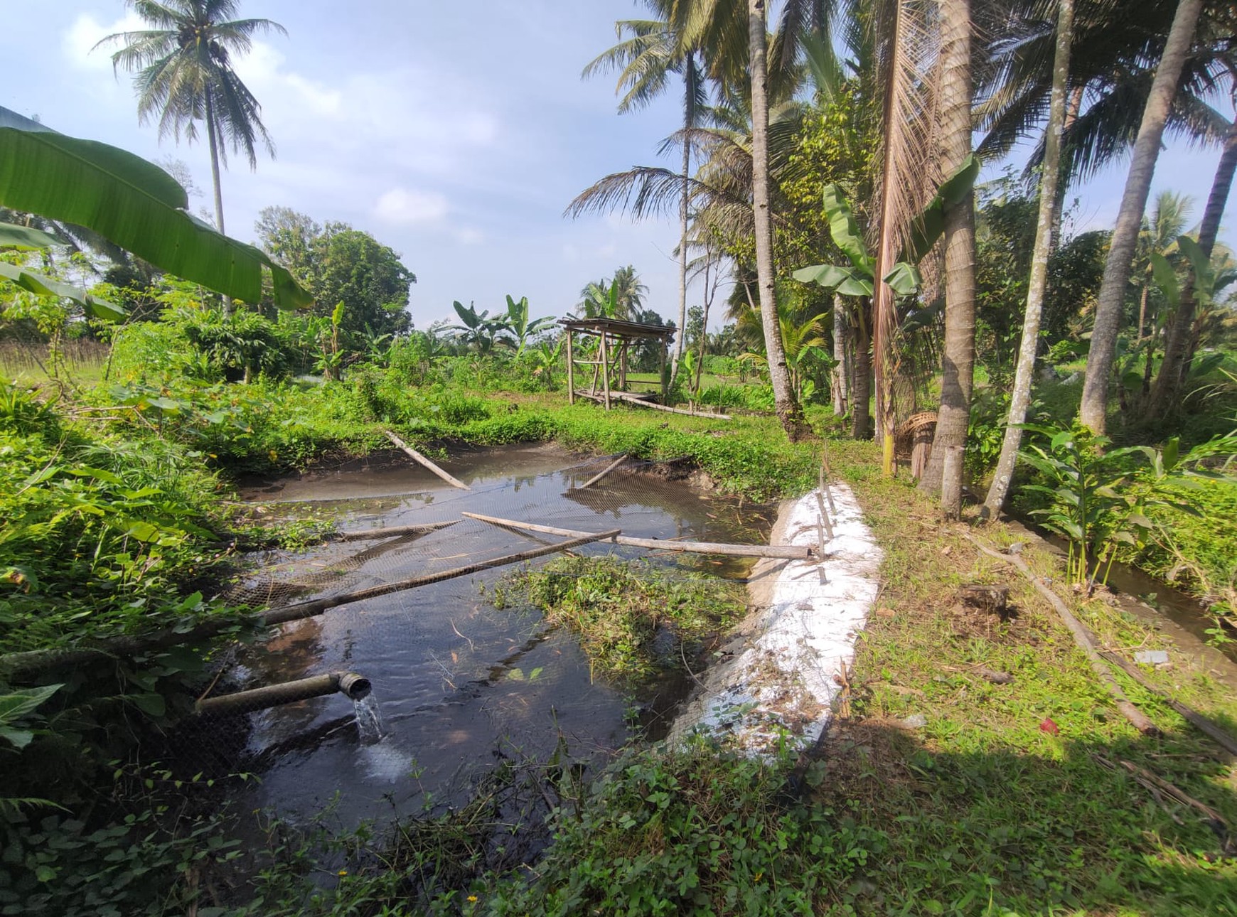Tanah Sawah Harga Terjangkau 478 Meter Persegi Lokasi Jalan Sleman-Turi