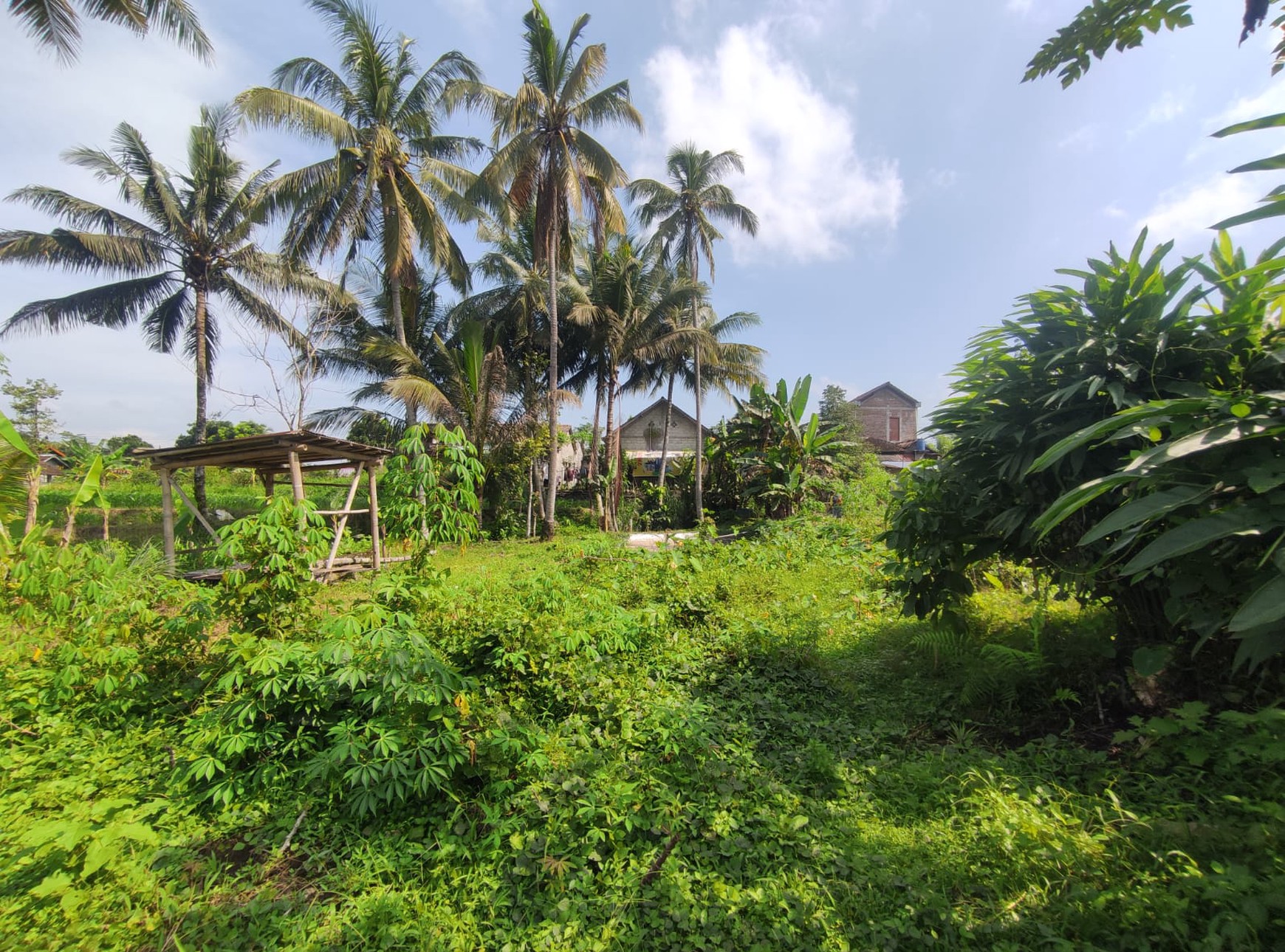 Tanah Sawah Harga Terjangkau 478 Meter Persegi Lokasi Jalan Sleman-Turi