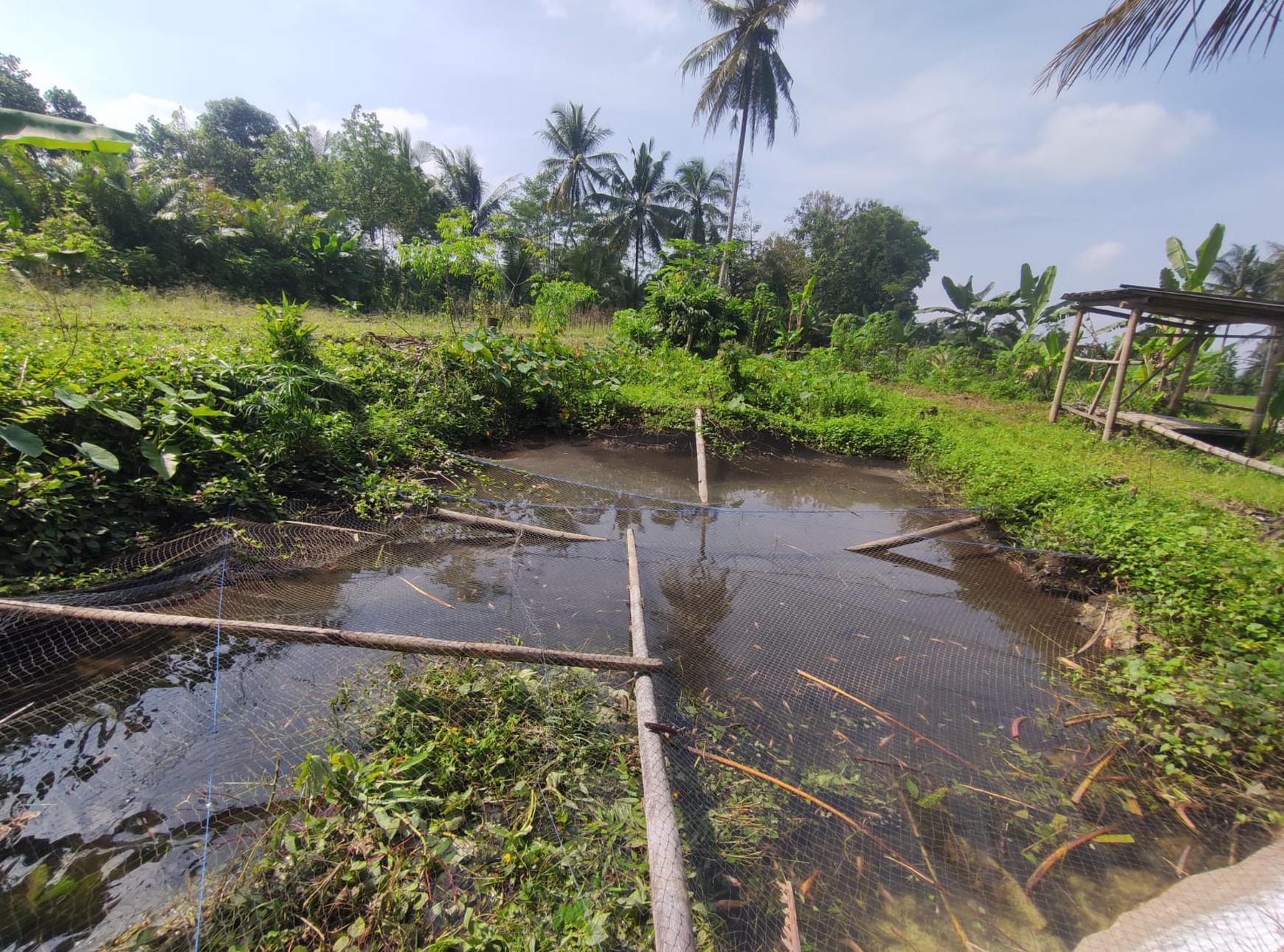 Tanah Sawah Harga Terjangkau 478 Meter Persegi Lokasi Jalan Sleman-Turi