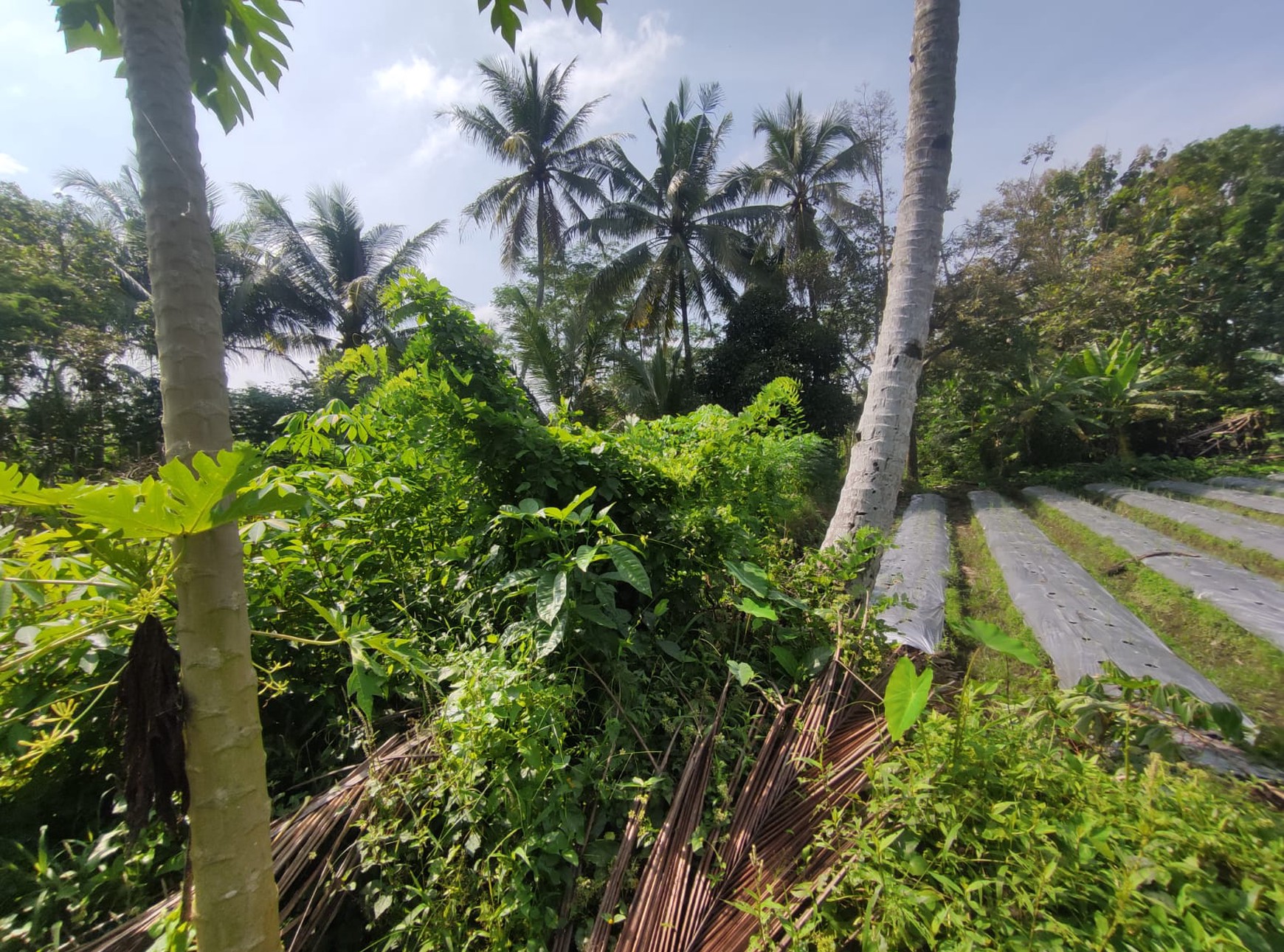 Tanah Sawah Harga Terjangkau 478 Meter Persegi Lokasi Jalan Sleman-Turi