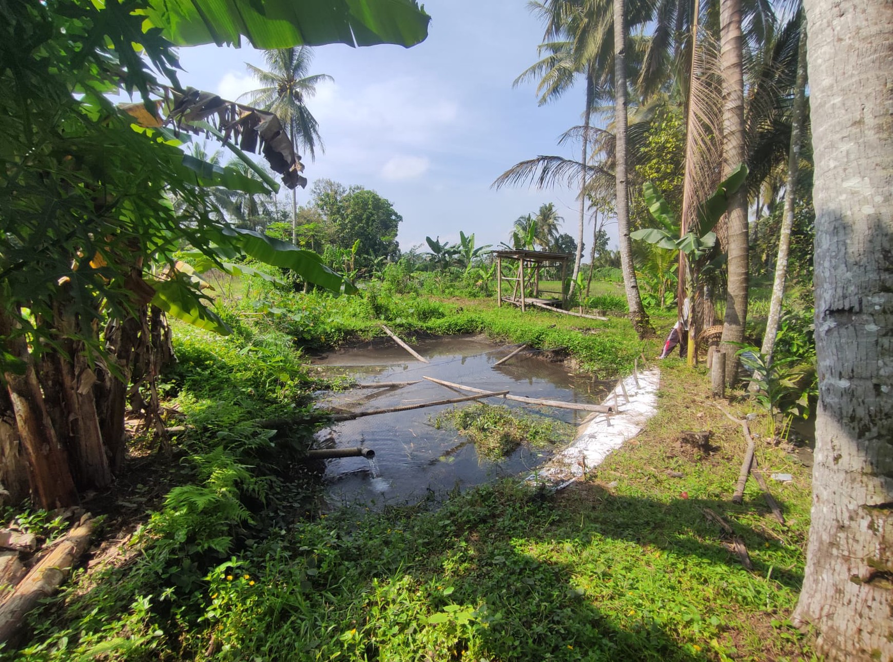 Tanah Sawah Harga Terjangkau 478 Meter Persegi Lokasi Jalan Sleman-Turi