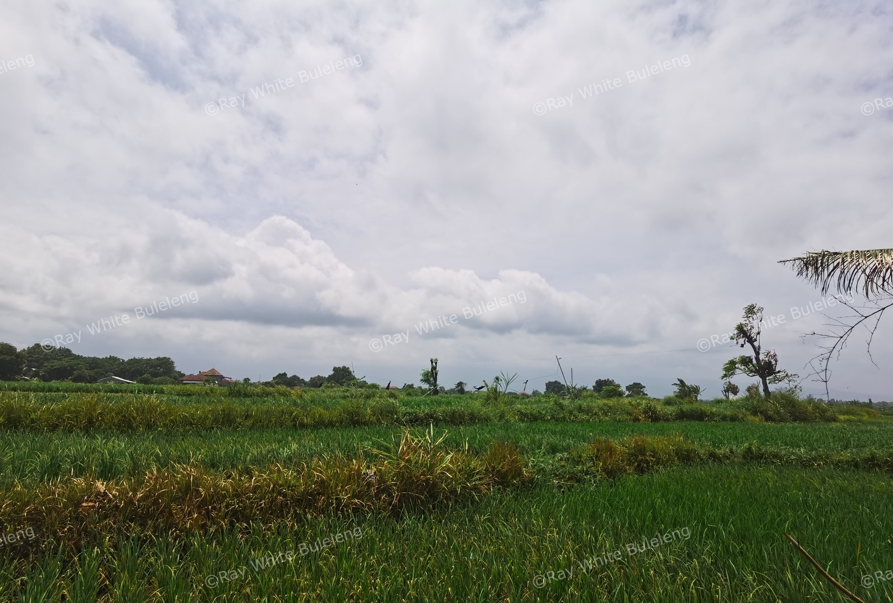 BEACH VIEW LAND LOCATED IN SINGARAJA CITY SIDE