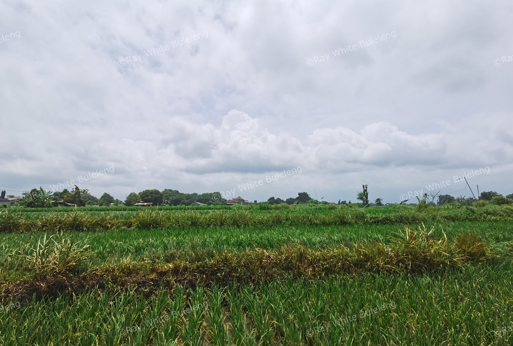 BEACH VIEW LAND LOCATED IN SINGARAJA CITY SIDE